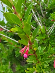 Fuchsia lycioides