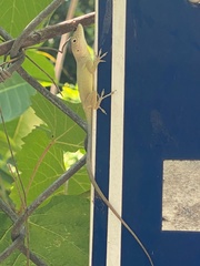 Anolis grahami