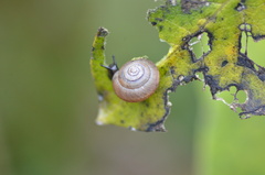 Trochulus striolatus
