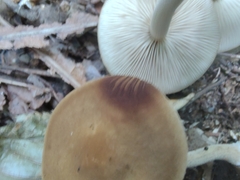 Agrocybe firma