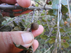 Burnettweldia washingtonensis