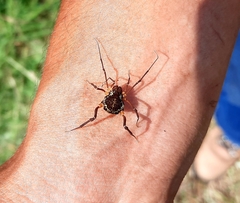 Erginulus subserialis