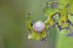 Trochulus striolatus