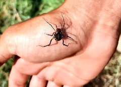 Erginulus subserialis