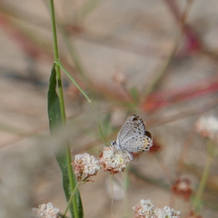 Icaricia lupini