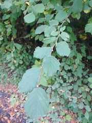 Corylus cornuta