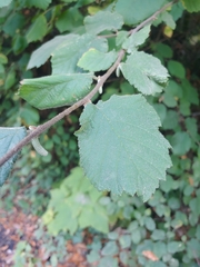 Corylus cornuta