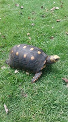 Chelonoidis carbonarius