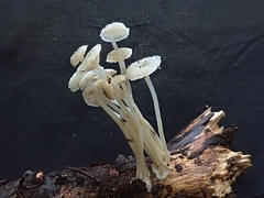 Phloeomana speirea