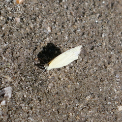 Abaeis mexicana