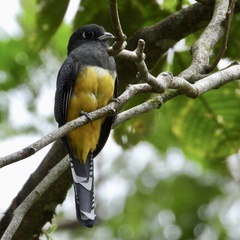 Trogon caligatus