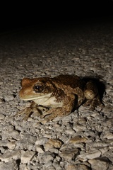 Trachycephalus vermiculatus