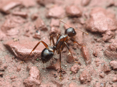 Camponotus subbarbatus