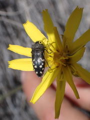 Acmaeodera idahoensis