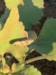 Loxostege cereralis