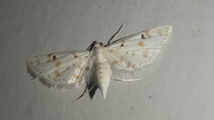 Parapoynx stagnalis