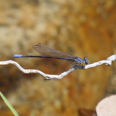 Argia hinei