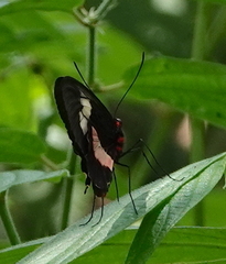 Parides