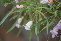 Eremophila freelingii