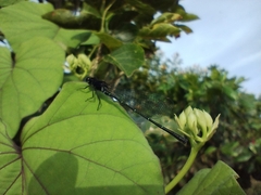 Onychargia atrocyana