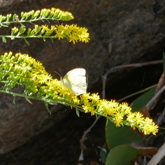 Abaeis mexicana