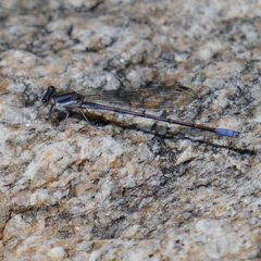 Argia hinei