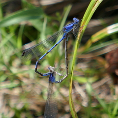 Argia extranea