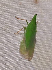 Rhynchomitra