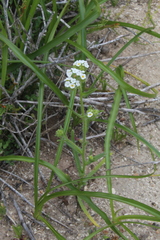 Cryptantha