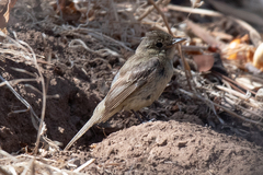 Empidonax