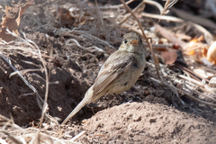 Empidonax
