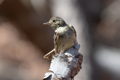 Empidonax