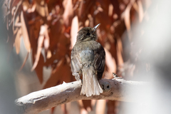 Empidonax