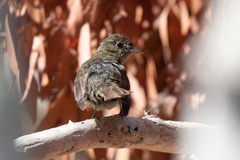 Empidonax