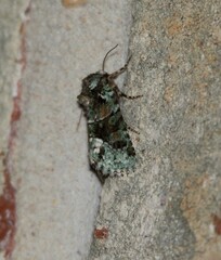 Lacinipolia explicata