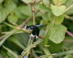 Neurothemis tullia