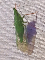Rhynchomitra