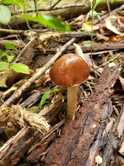 Cyclocybe erebia