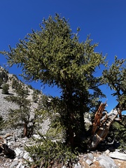 Pinus longaeva