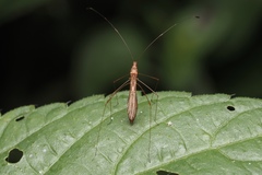 Berytidae