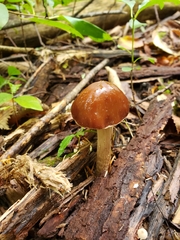 Cyclocybe erebia