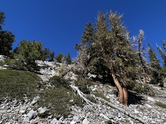 Pinus longaeva