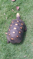 Chelonoidis carbonarius