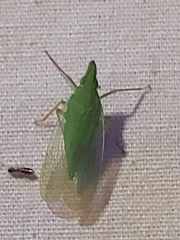 Rhynchomitra