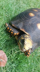 Chelonoidis carbonarius