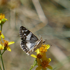 Heliopetes domicella