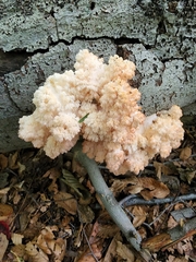 Hericium coralloides