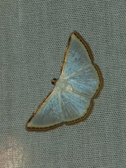 Leuciris fimbriaria