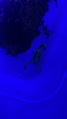 Vaejovis carolinianus