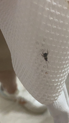 Periplaneta fuliginosa